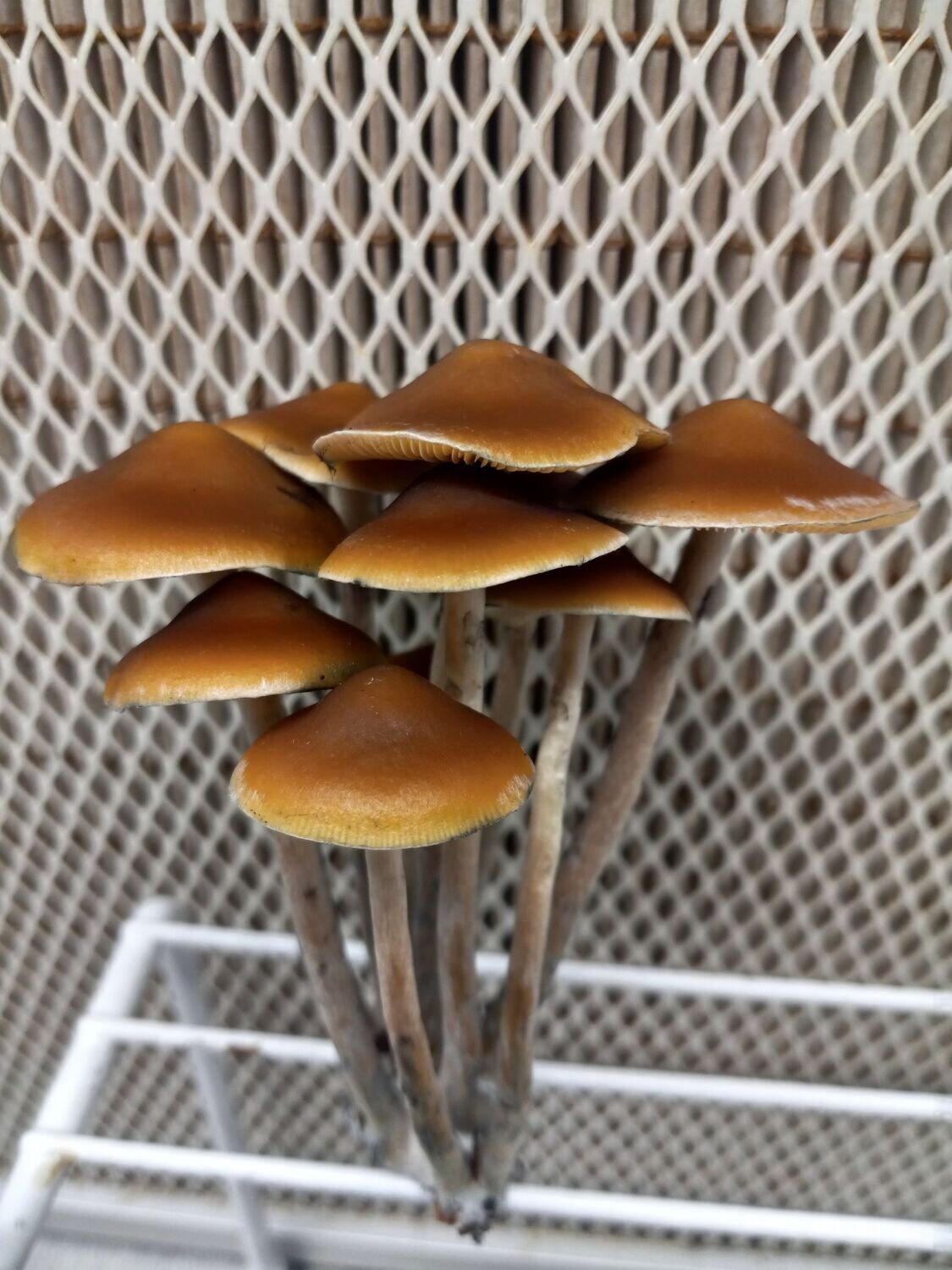 Ps. azurescens