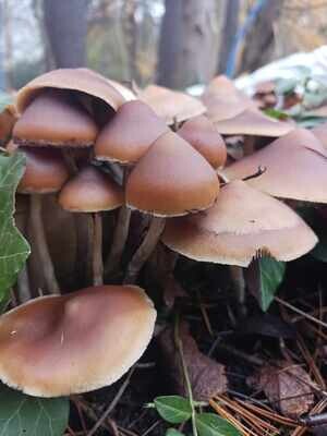 Ps. azurescens (RS)