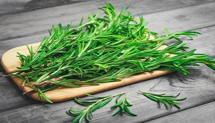 روز ماري طازج ( اكليل الجبل ) عبوه