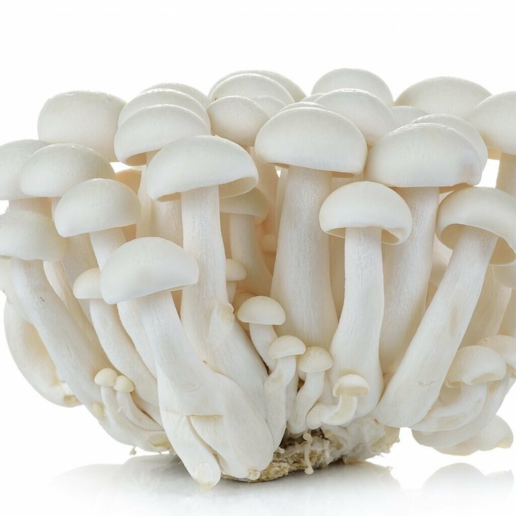Shimji white mushrooms