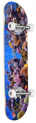 Mini Logo Coral Complete 8”