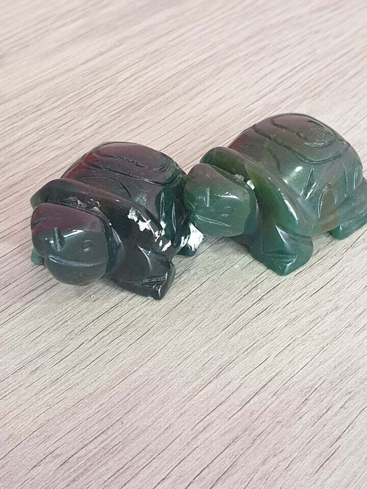 Tortue agate indienne