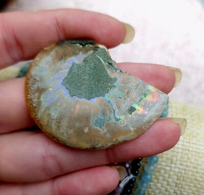 Ammonite Opalisée n°1
