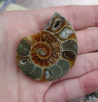 Ammonite Opalisée n°2