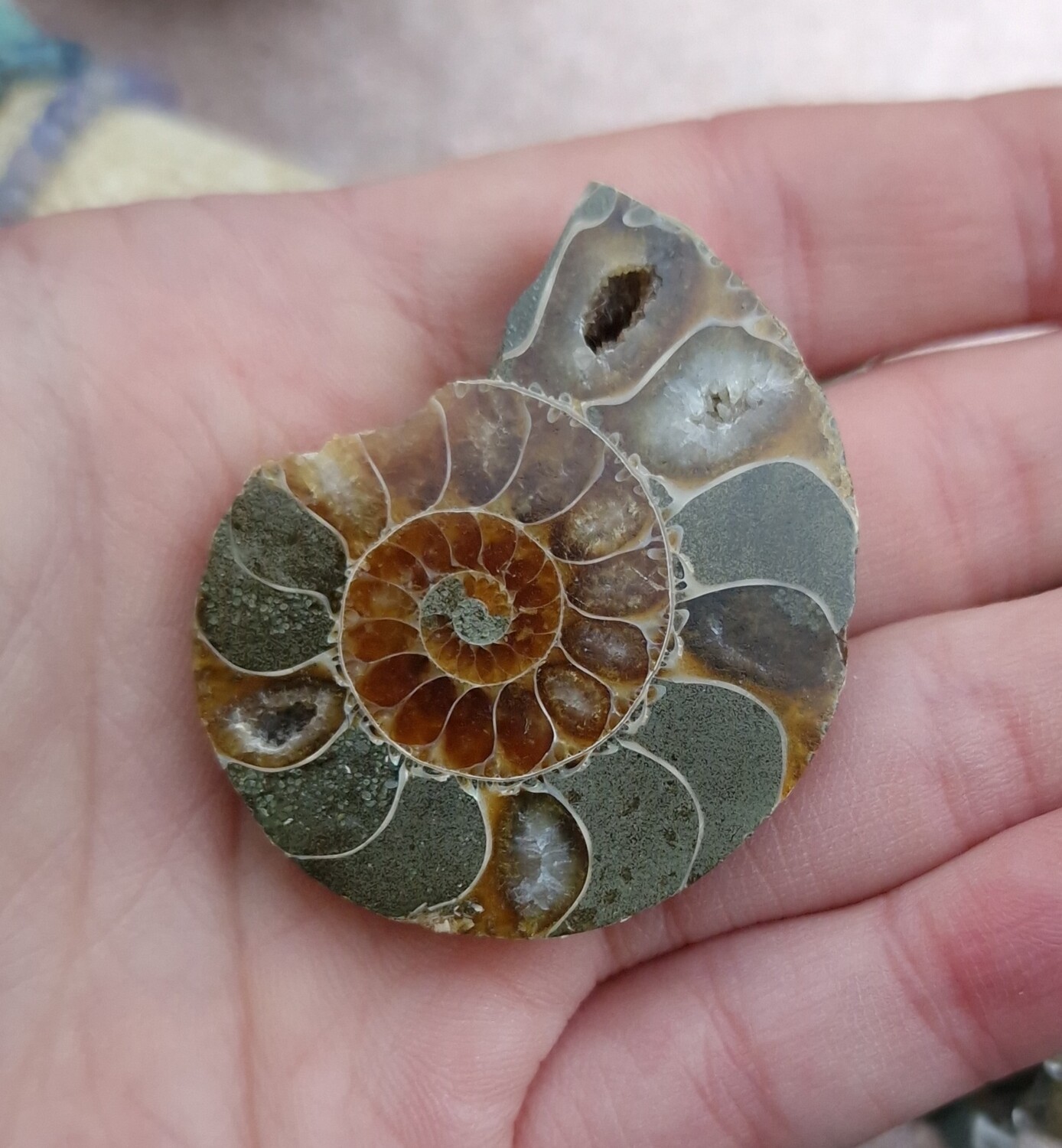 Ammonite Opalisée n°2