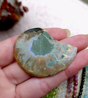 Ammonite Opalisée n°1