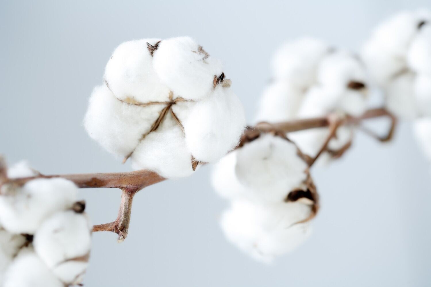 Fleur de coton