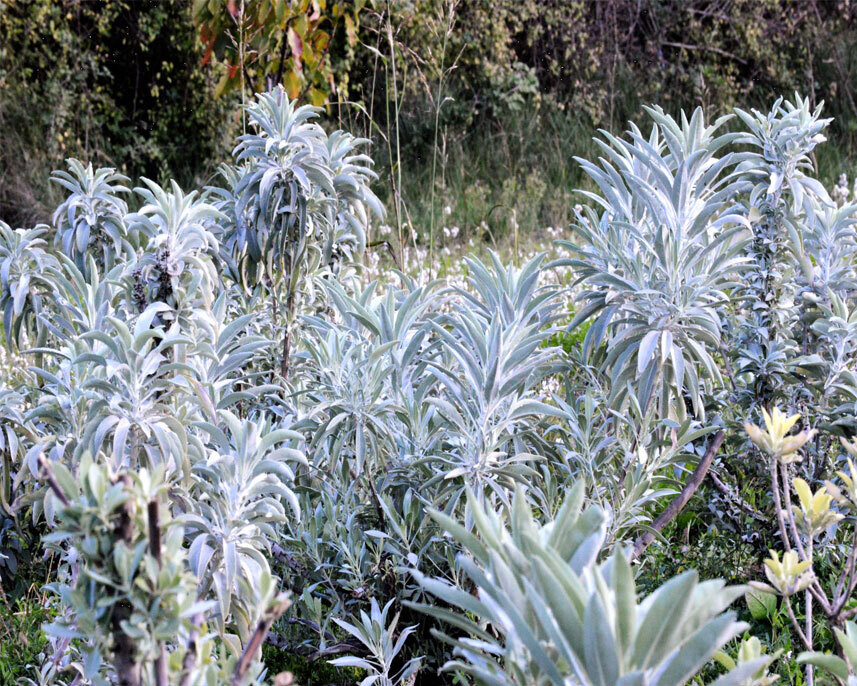 Sauge blanche avec sauge blanche de mon jardin