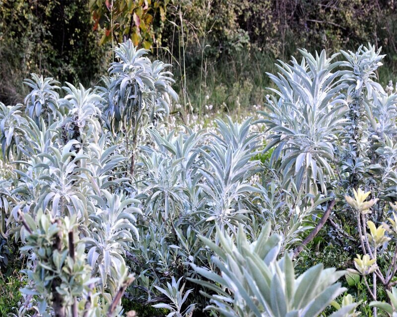 Sauge blanche avec sauge blanche de mon jardin