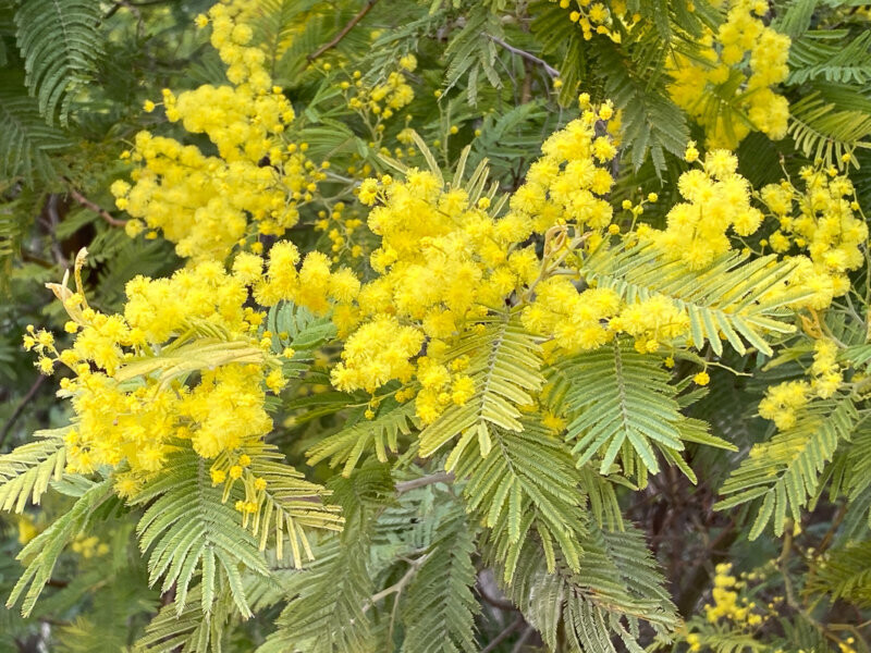 Mimosa