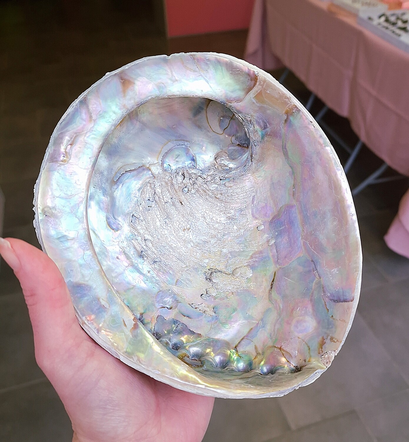 Coquille Abalone XL n°1