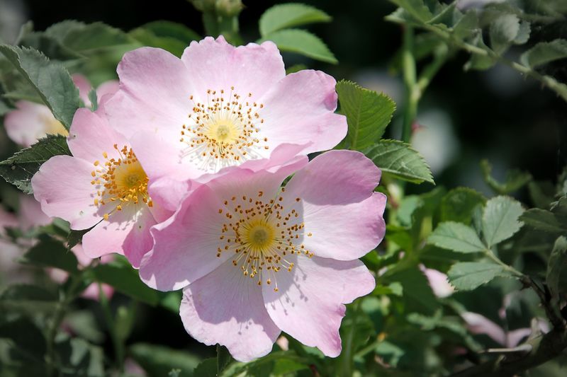 rose sauvage