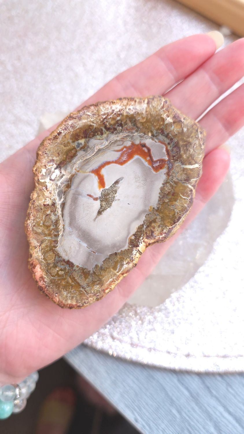 bois fossile pétrifié tranche N°1
