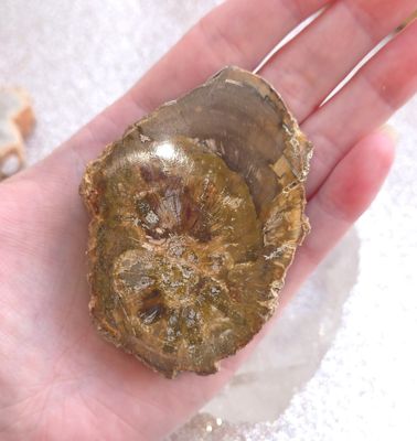 bois fossile pétrifié tranche N°5