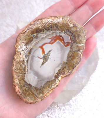 bois fossile pétrifié tranche N°1