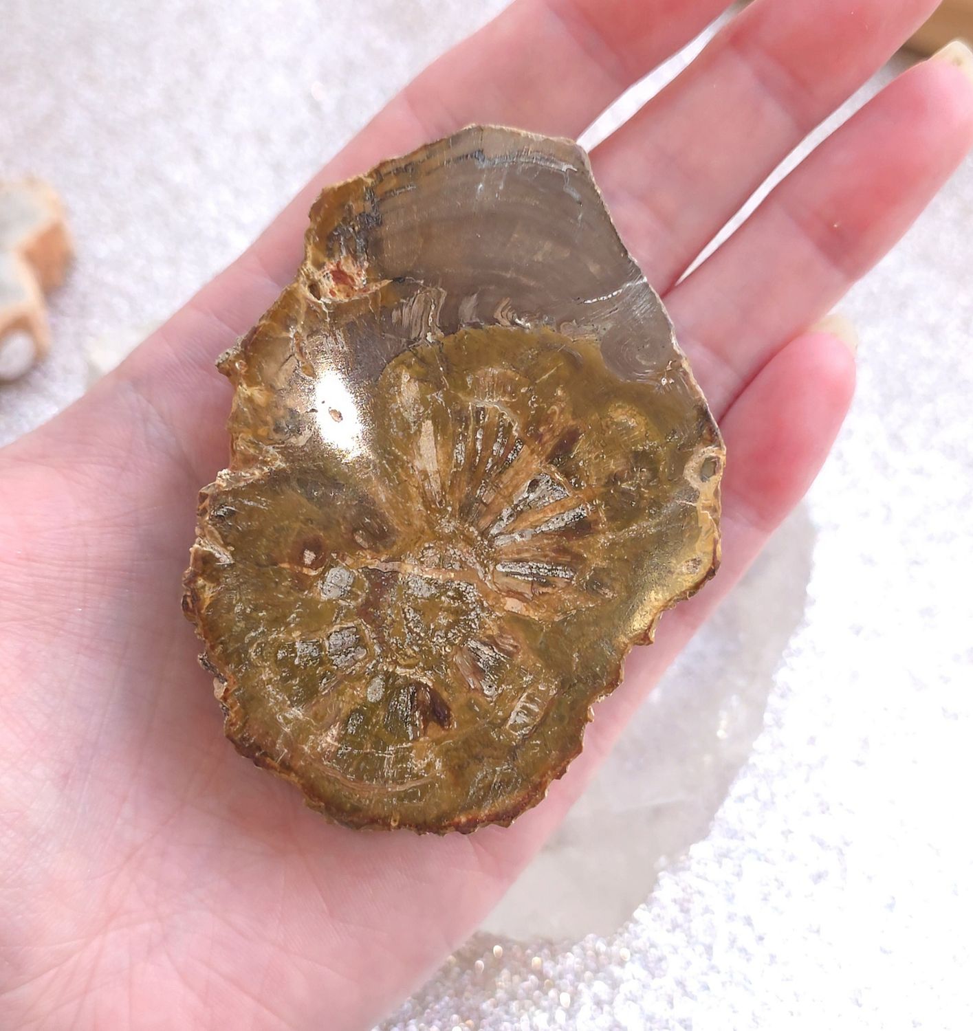 bois fossile pétrifié tranche N°5