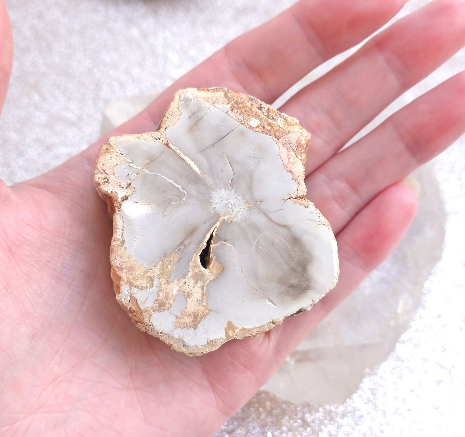 bois fossile pétrifié tranche N°5