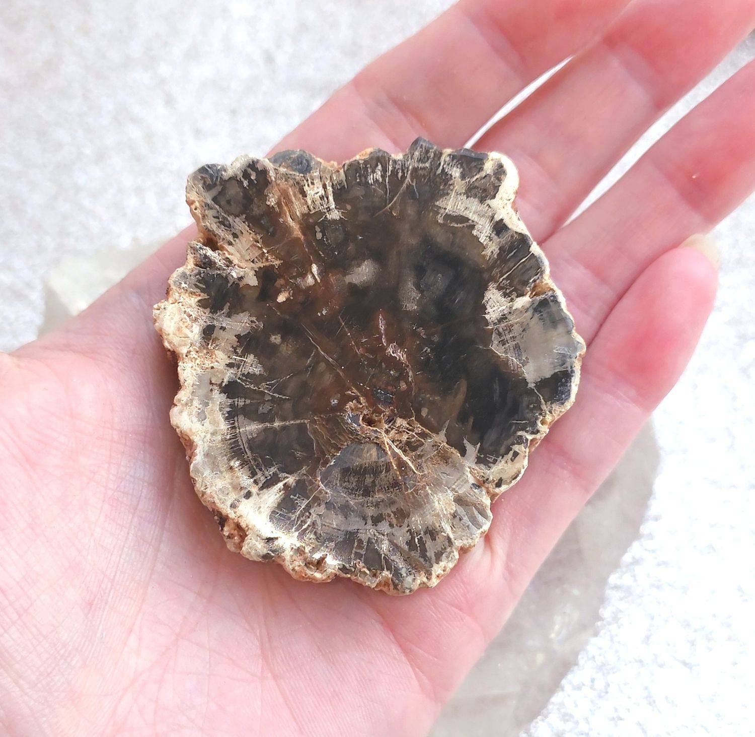 bois fossile pétrifié tranche N°4