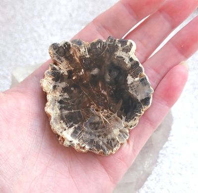 bois fossile pétrifié tranche N°4