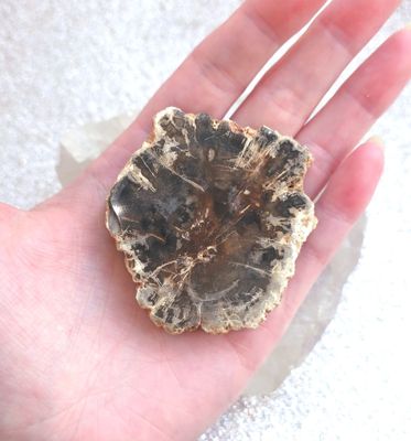 bois fossile pétrifié tranche N°4
