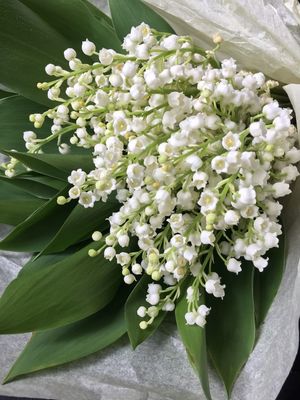 Muguet