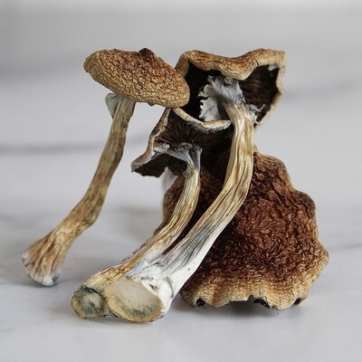 Magic Mushrooms
