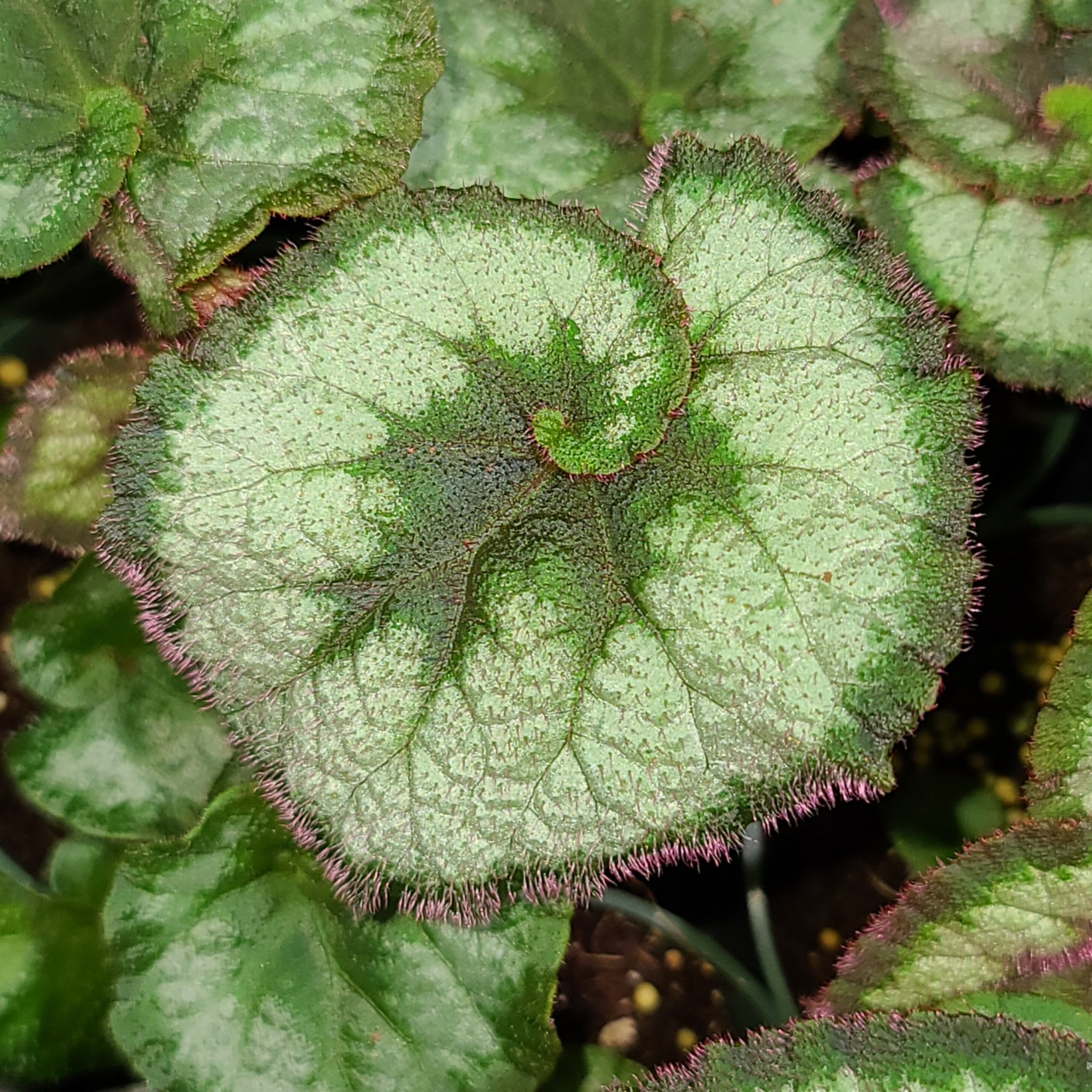 Begonia Sacred G