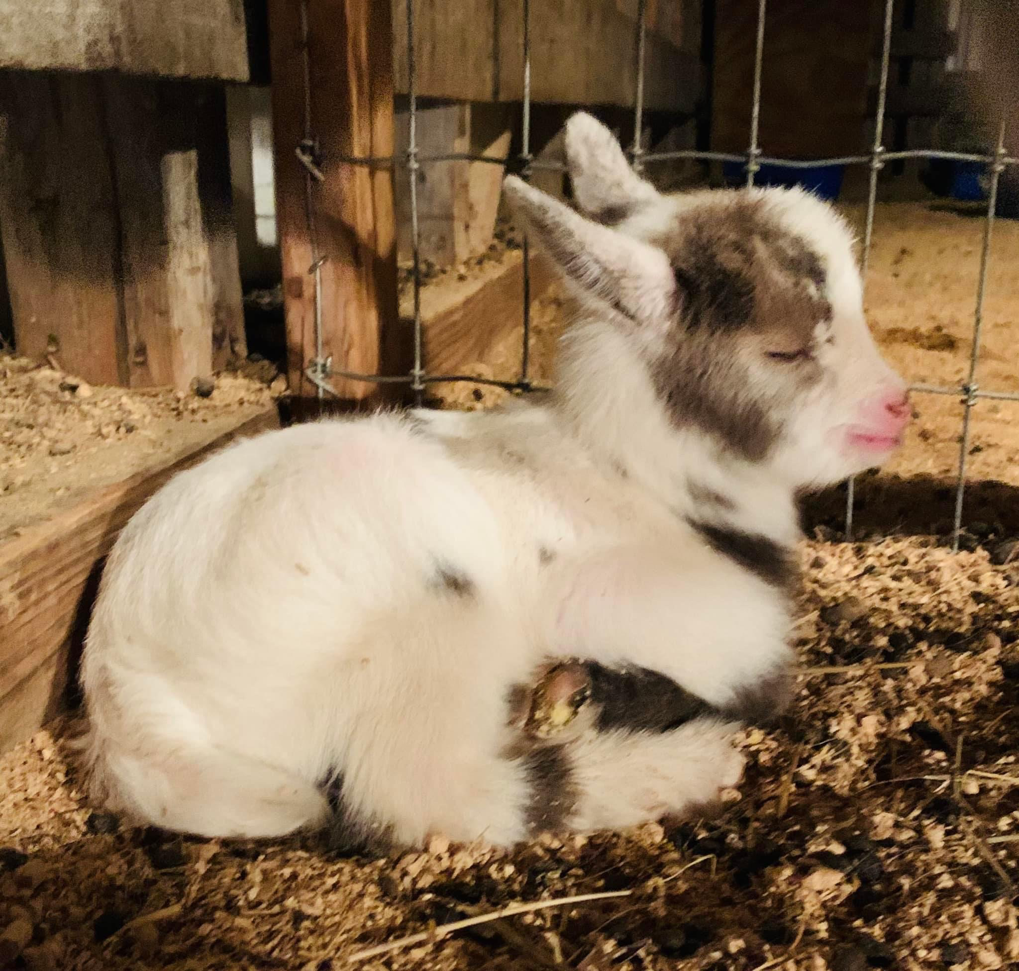 Private Goat Playtime