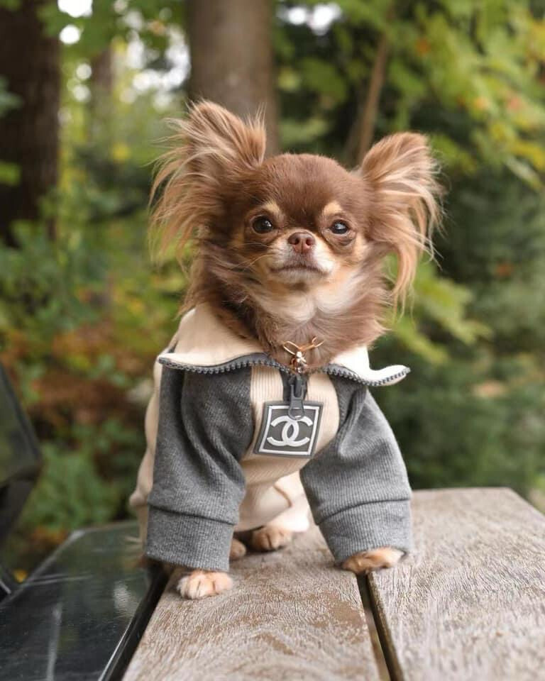 Pet’s PRE-ORDER