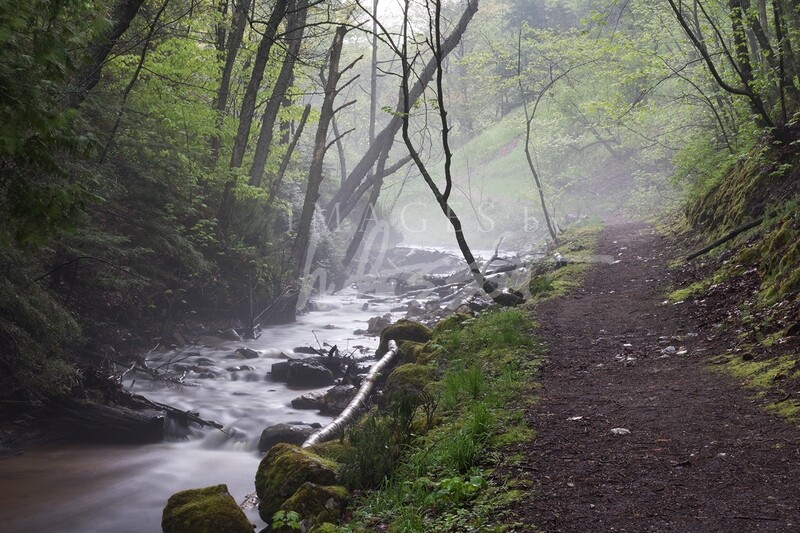 Cut River Path