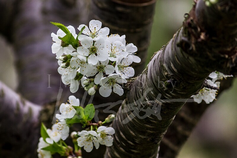 Cherry