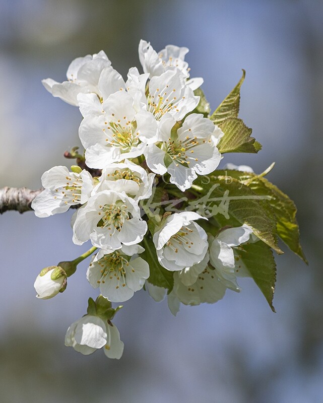 May Cherry