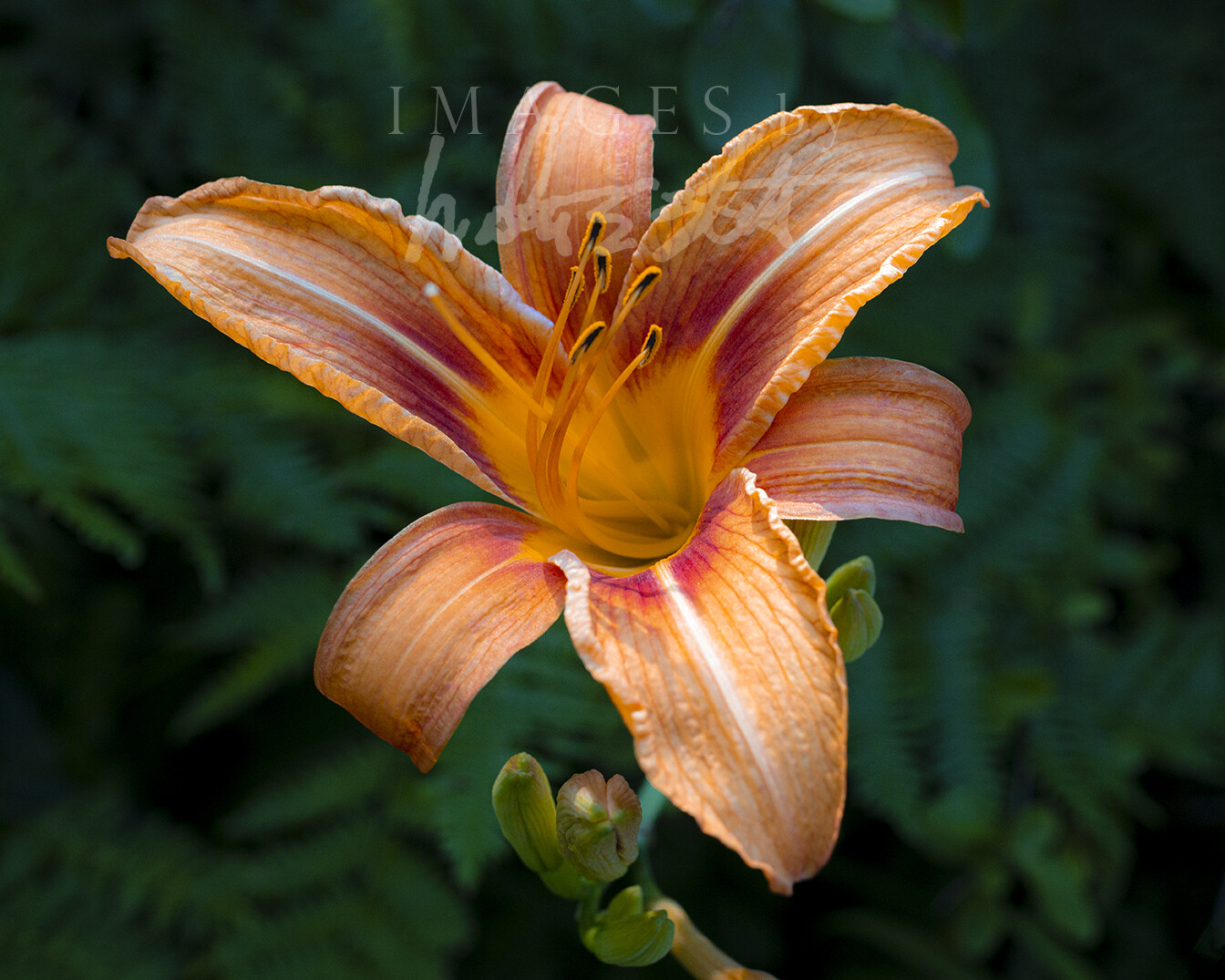 Daylily