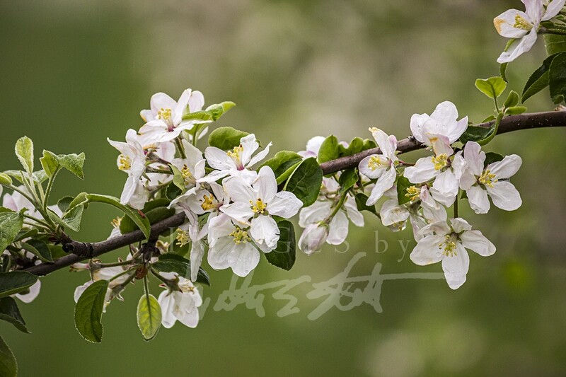 Apple Blossom