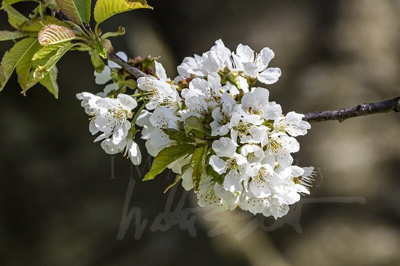 Cherry Blossoms