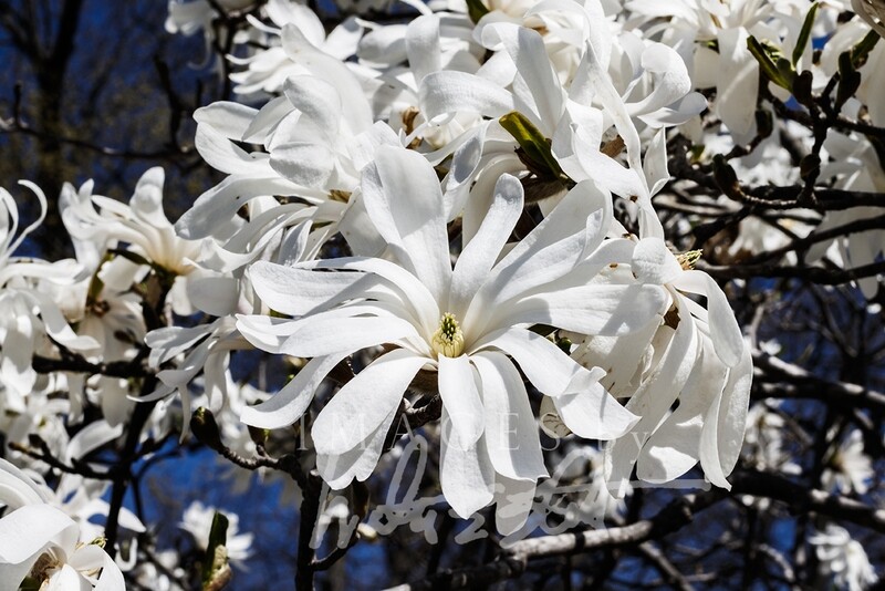 Spring Star Magnolia