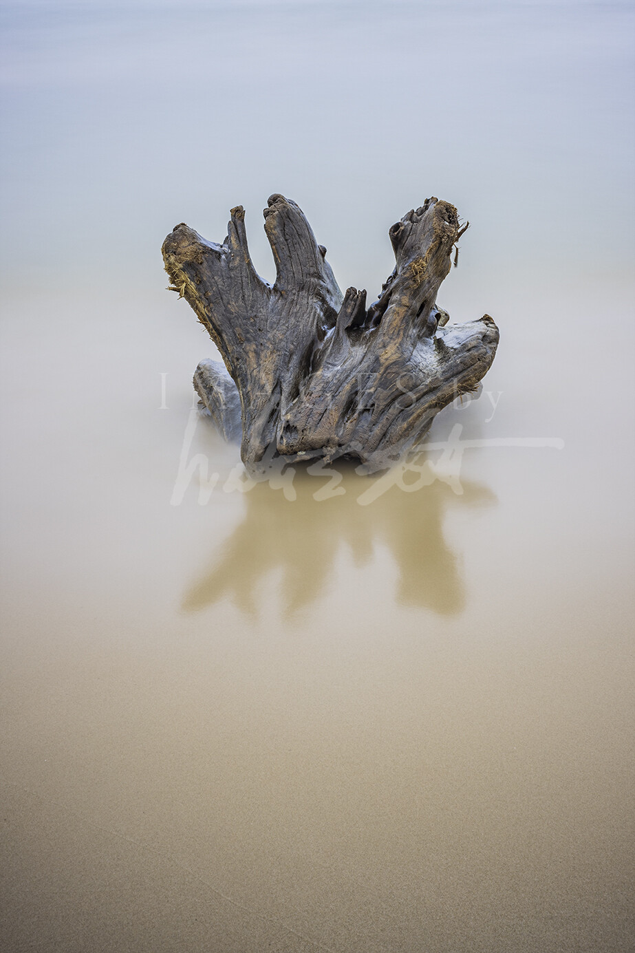 Ludington Driftwood