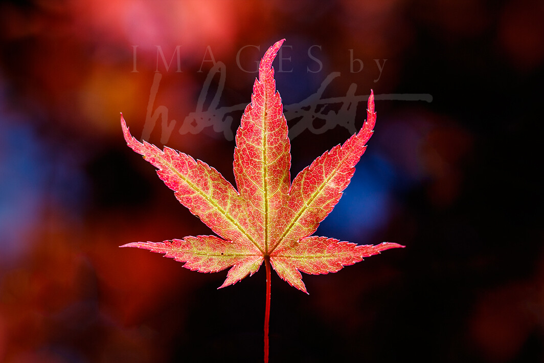 Japanese Maple Fire