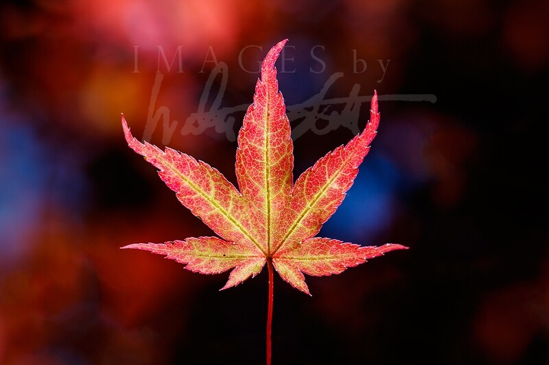 Japanese Maple Fire