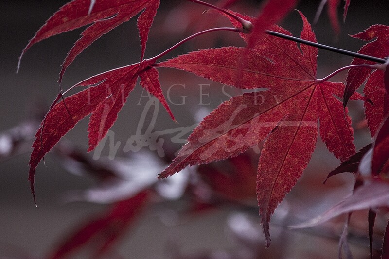 Japanese Maple