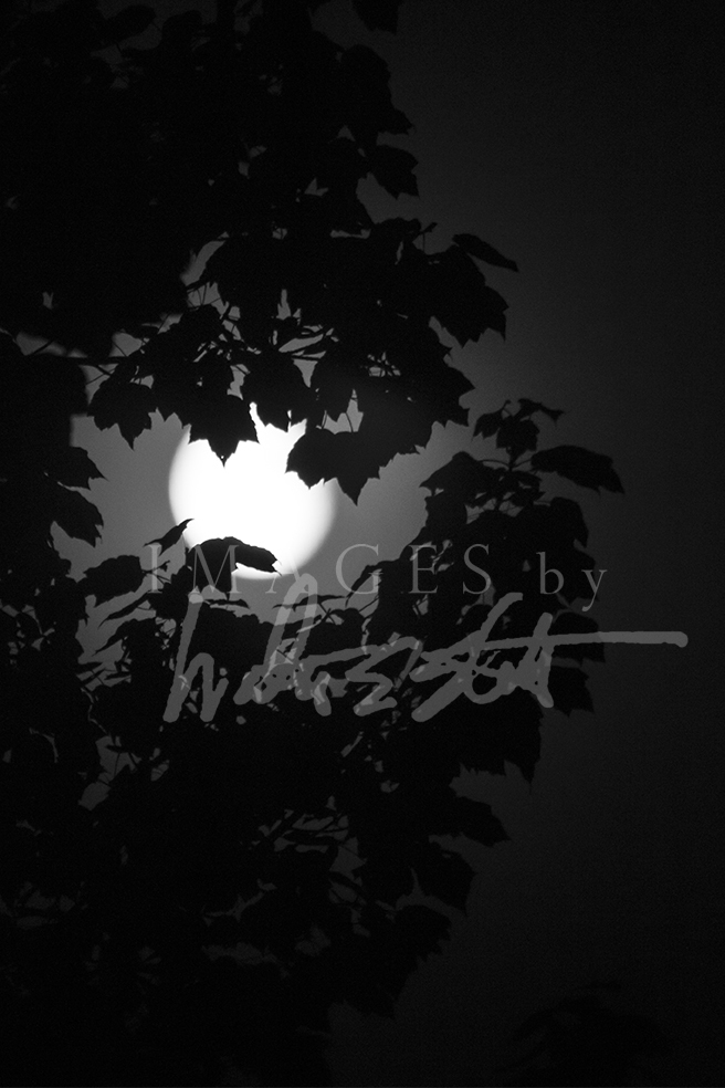 Moon Tree