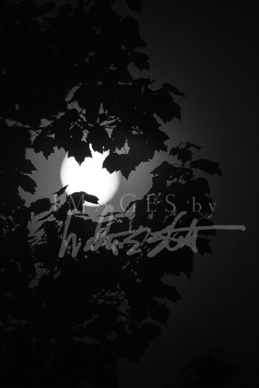 Moon Tree