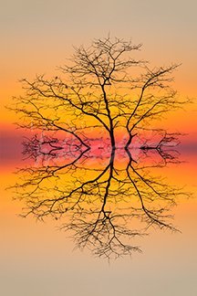 Mirror Tree