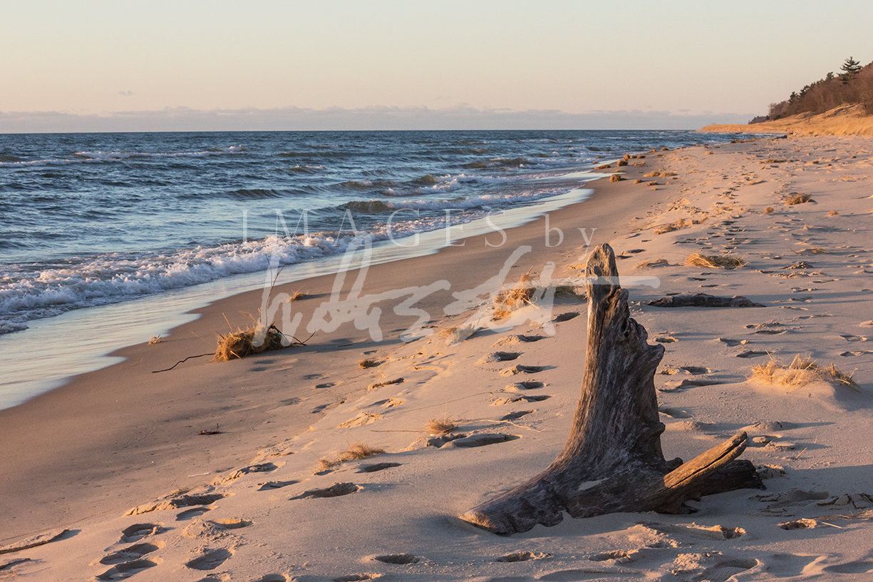 Driftwood