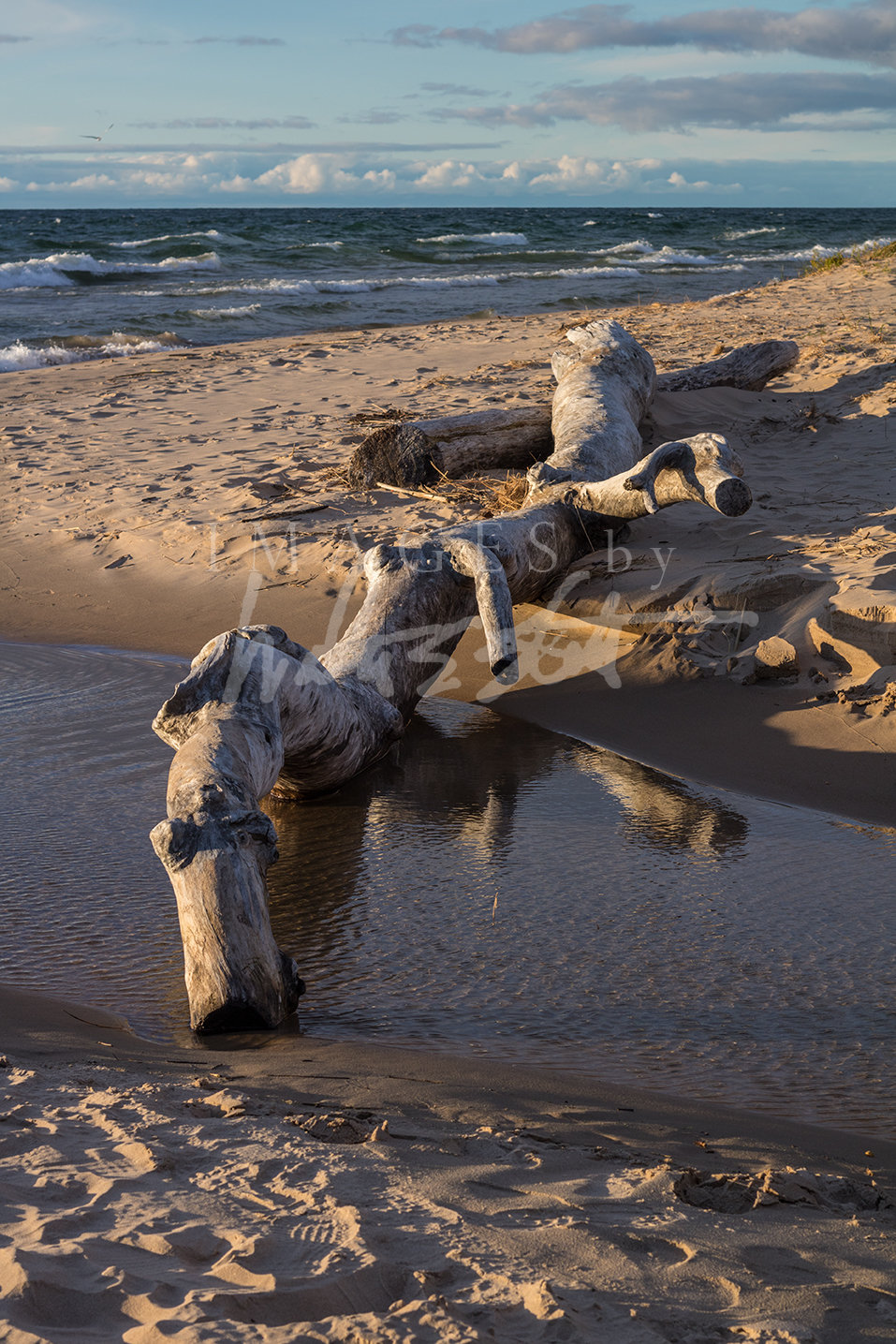 Driftwood Sunset