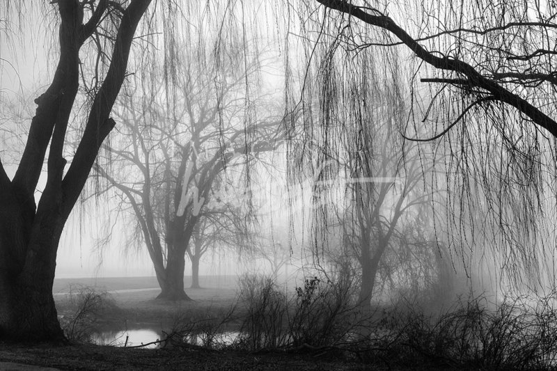 Weeping Fog