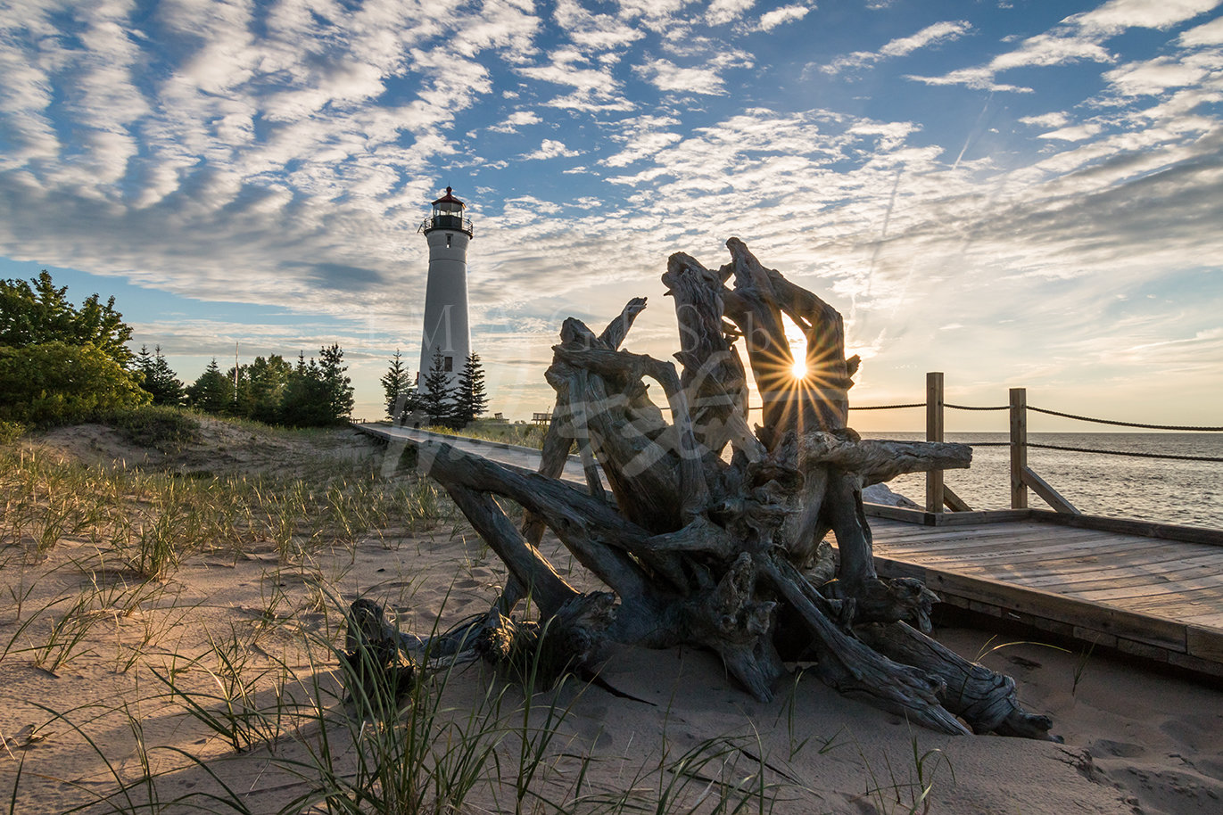 Crisp Point Driftwood