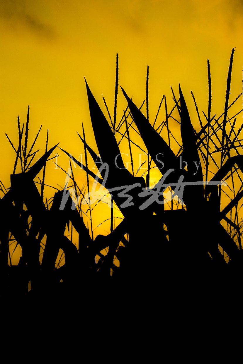 Corn