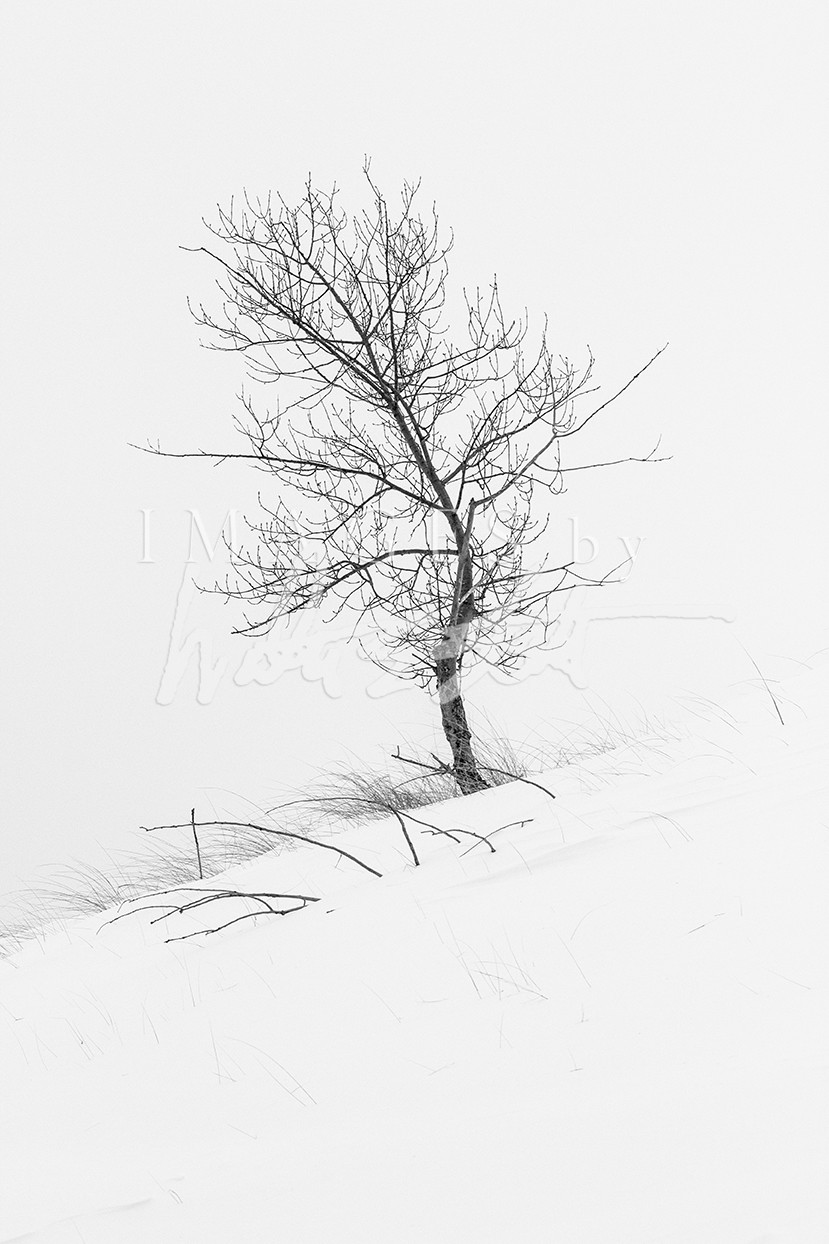 Solitude