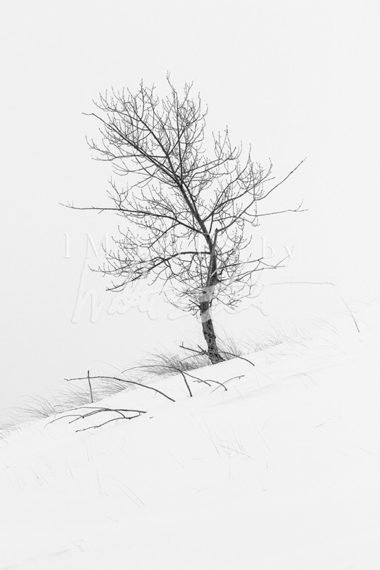 Solitude